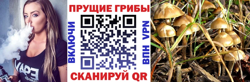сколько стоит  Менделеевск  Псилоцибиновые грибы ЛСД 